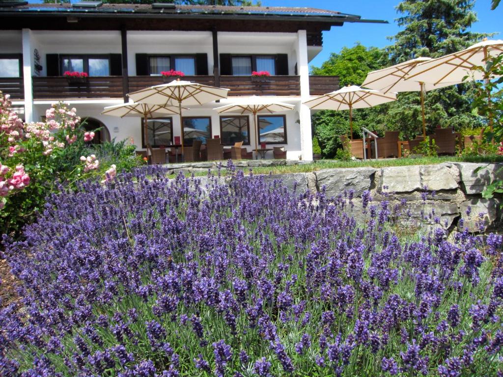 um jardim com flores roxas em frente a uma casa em Seehof Apartments em Walchensee