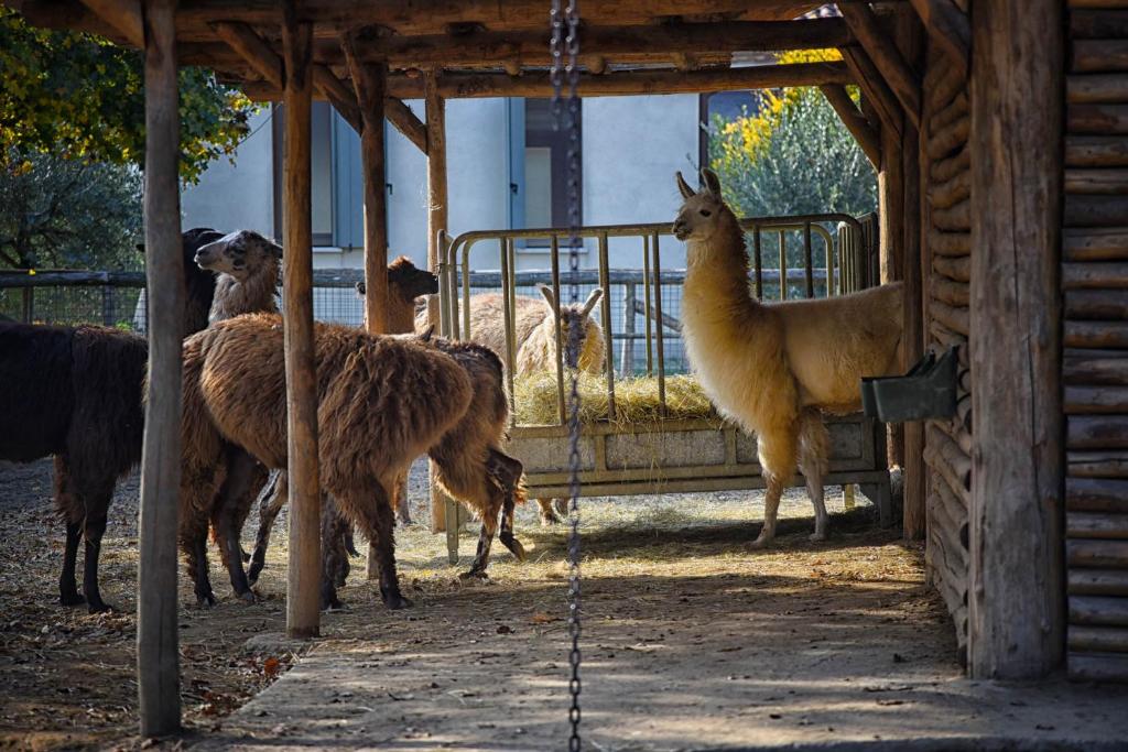 Altri animali domestici presso l'agriturismo o nei dintorni