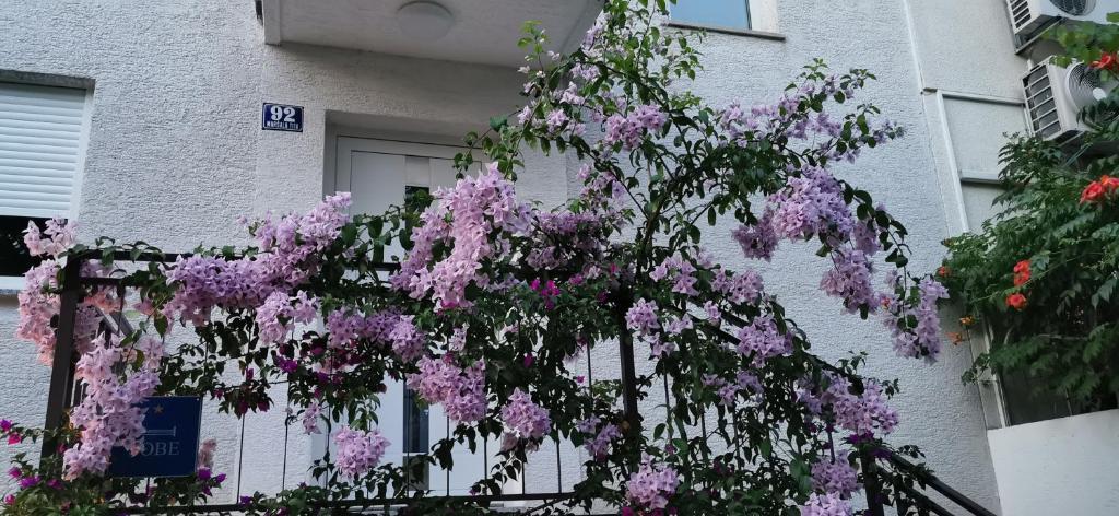 uma árvore com flores roxas em frente a um edifício em Apartman Perunika em Selce