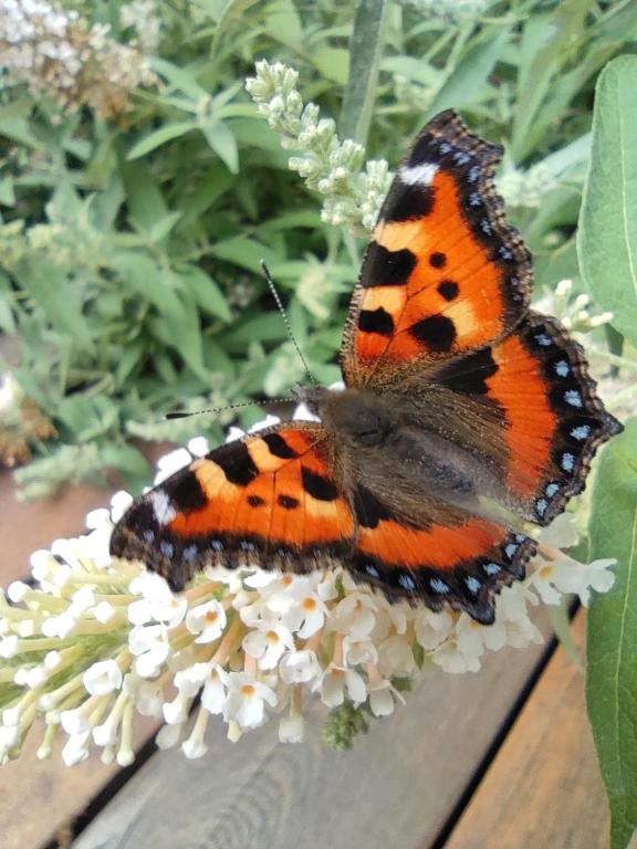 an orange and black butterfly on a white flower at Appartement RügenZeit in Lancken-Granitz