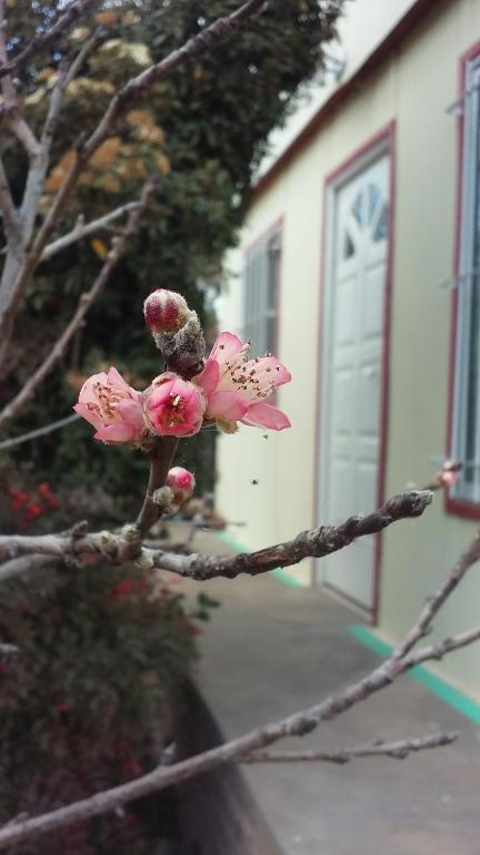 una rama de un árbol con flores rosas. en casa de ensueño en La Falda