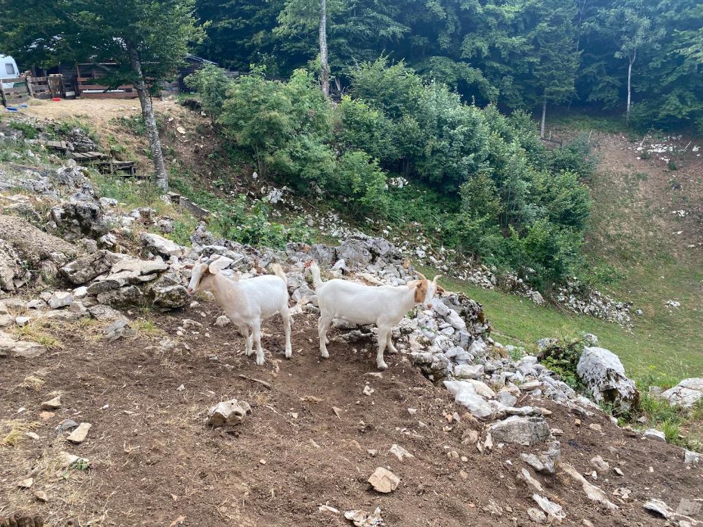 Antemurale - Luxury rooms,Plitvice Lakes - 16