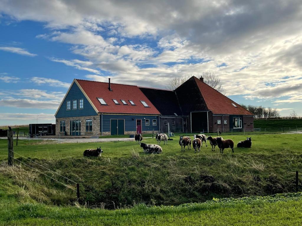 una manada de vacas en un campo frente a un granero en De Martha Hoeve en Ursem
