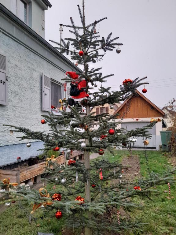 Un árbol de Navidad delante de una casa en Gîte les chiwawas d&#39;Alsace, en Kaysersberg