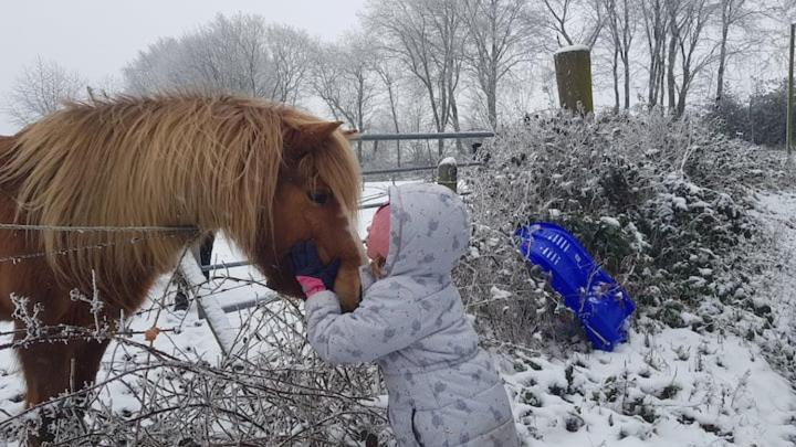 Zvířata v prázdninového domu nebo okolí
