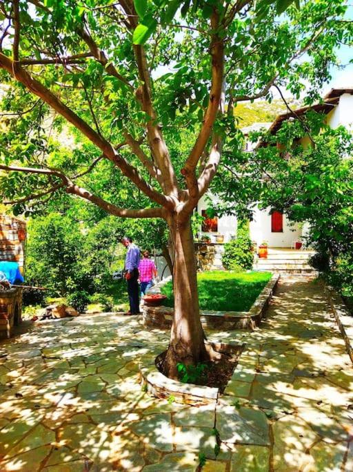 A garden outside Archontiko Elena