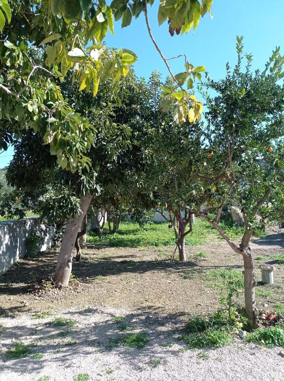 Vonkajšia záhrada v ubytovaní Avocado house