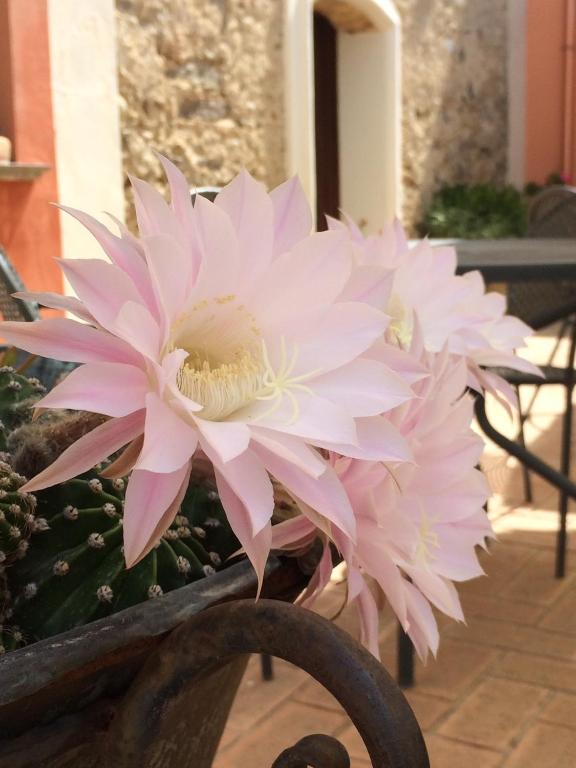 Fotografie z fotogalerie ubytování Agriturismo La Casa Di Botro v destinaci Botricello
