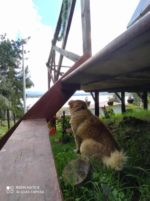 Domácí mazlíčci ubytovaní s hosty v ubytování Glamping Chinu
