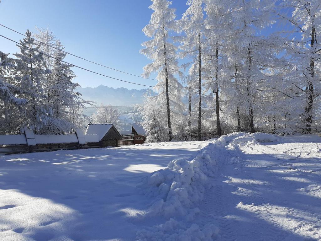 a pile of snow in a yard with trees at Pod Modrzewiem in Bukowina Tatrzańska