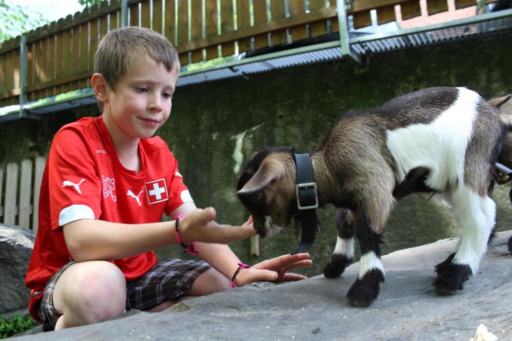 Zvířata v hotelu nebo okolí