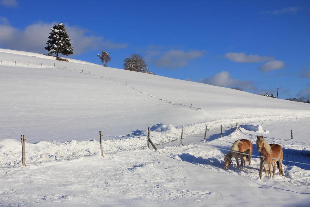 Urlaub am Bio-Bauernhof Liebchen v zimě