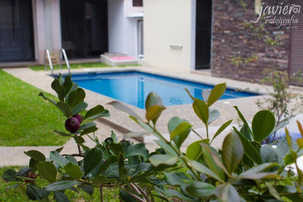 a pool in a yard with a plant in the foreground at LOFTS en Cuernavaca con alberca climatizada in Cuernavaca