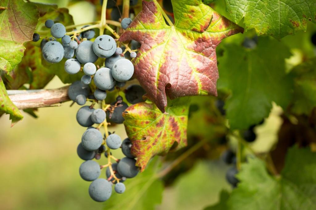 Zdjęcie z galerii obiektu Il Roncal Wine Resort - for Wine Lovers w mieście Cividale del Friuli