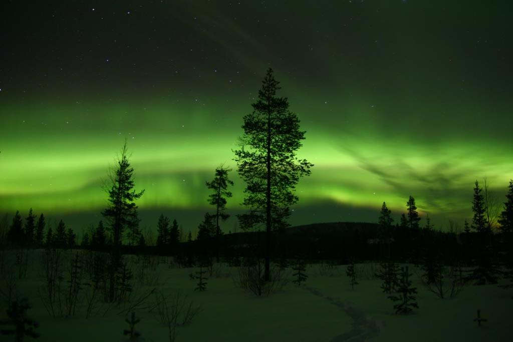 an aurora in the sky with trees in the foreground at House in the heart of Lapland P4 in Puoltikasvaara