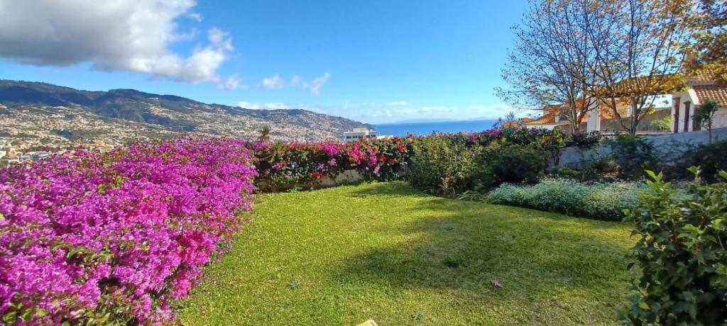 een tuin met paarse bloemen op een heuvel bij Belvedere Boutique - Adults only in Funchal