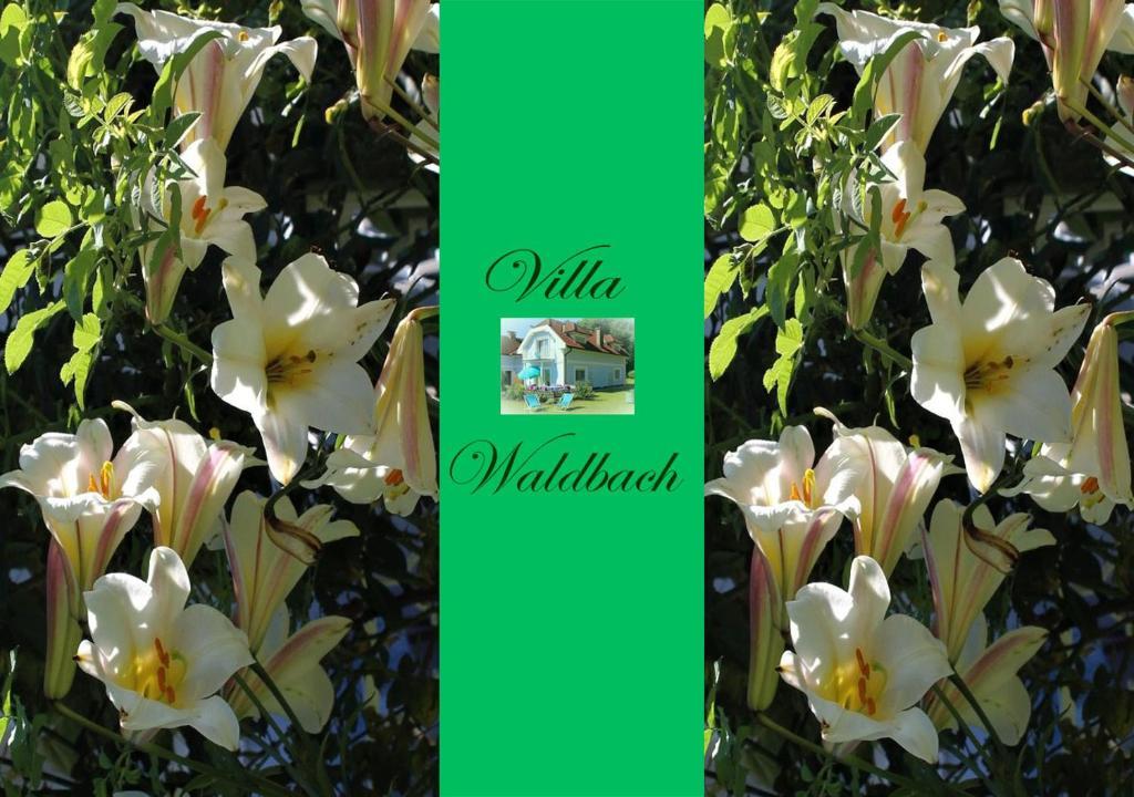 クルンペンドルフ・アム・ヴェルターゼーにあるFerienwohnung am Wörthersee Villa Waldbachの緑色の白花群