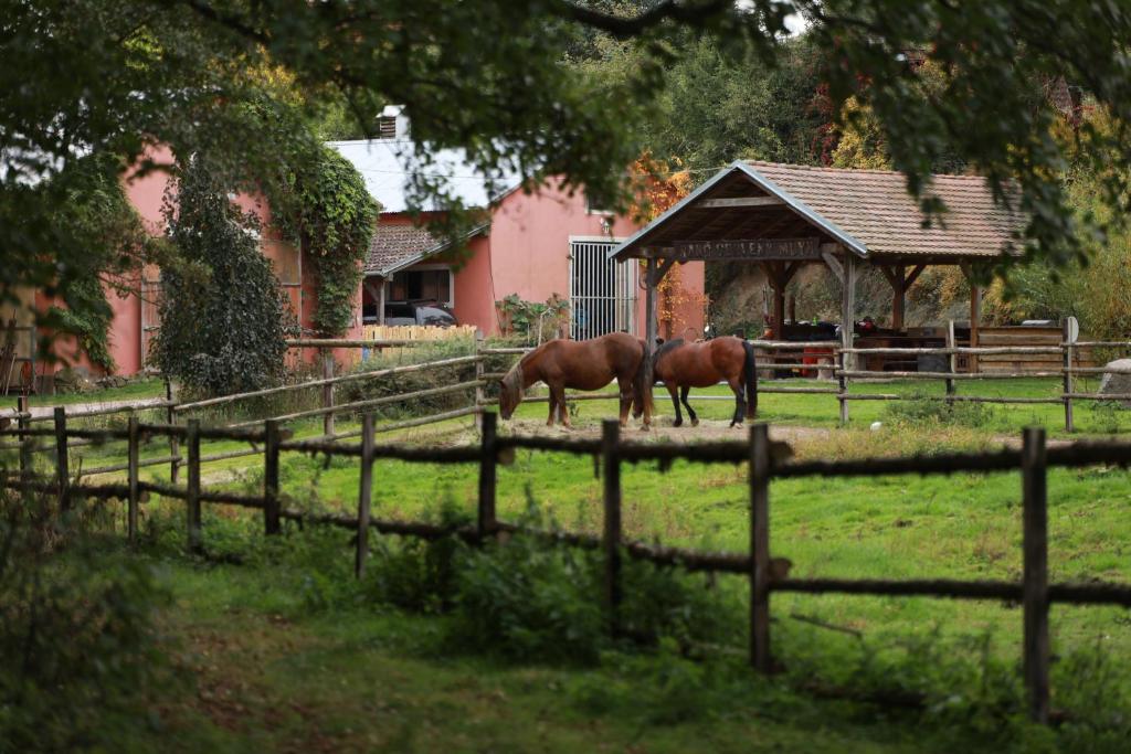 two horses grazing in a field next to a fence at Ranč Červený mlýn in Lisov