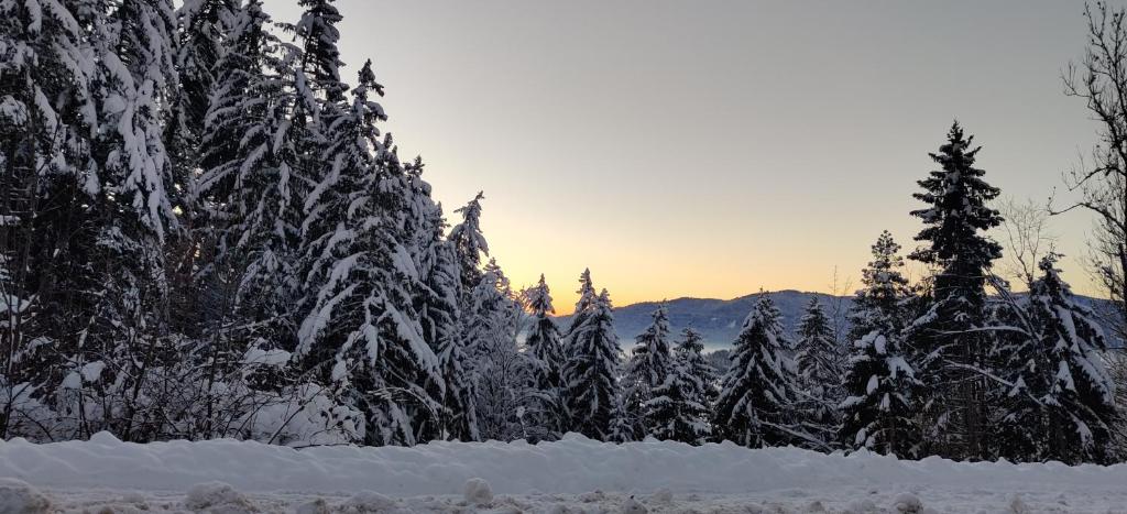 a group of trees covered in snow with the sunset in the background at Les Brasses in Viuz-en-Sallaz