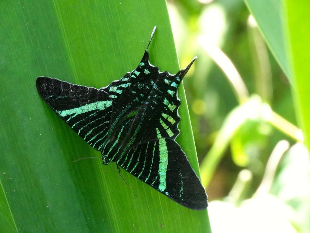 Fotografie z fotogalerie ubytování Green Corner v destinaci Cahuita