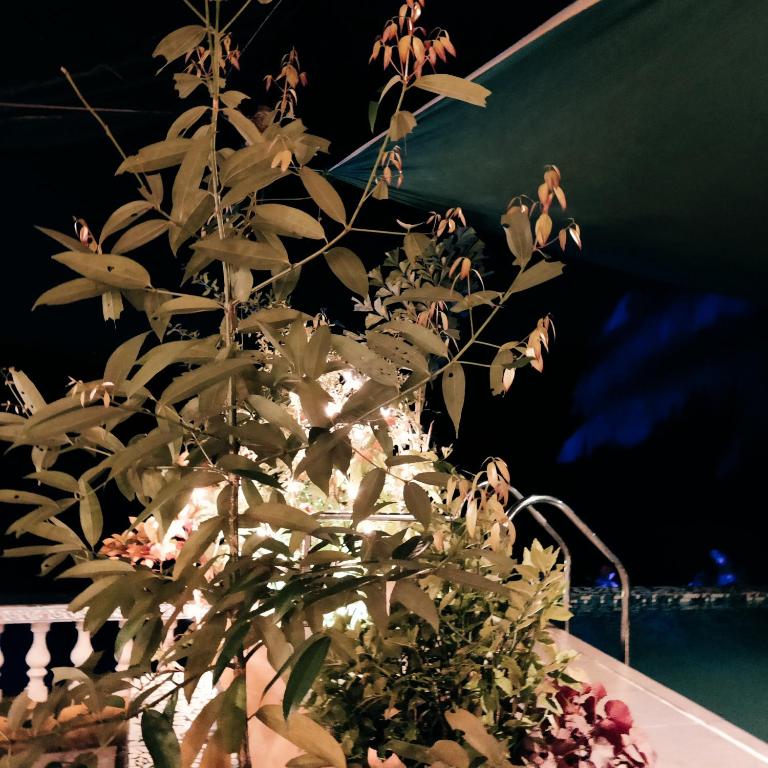 Zahrada ubytování Serene Waters Homestay Goa