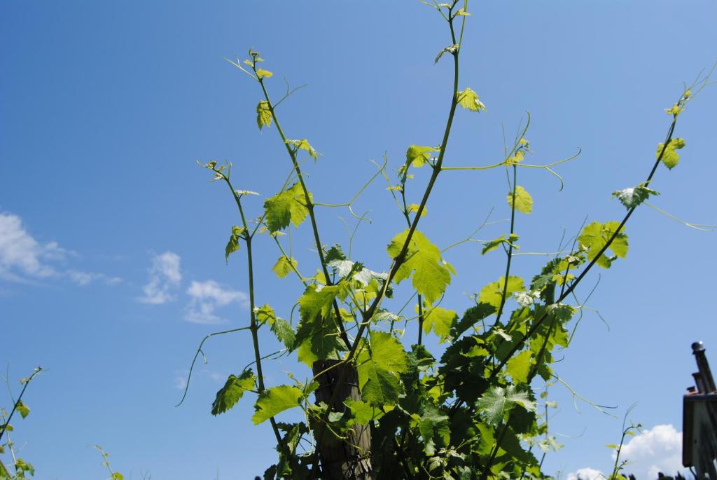 Vonkajšia záhrada v ubytovaní Agriturismo Giorgio Colutta