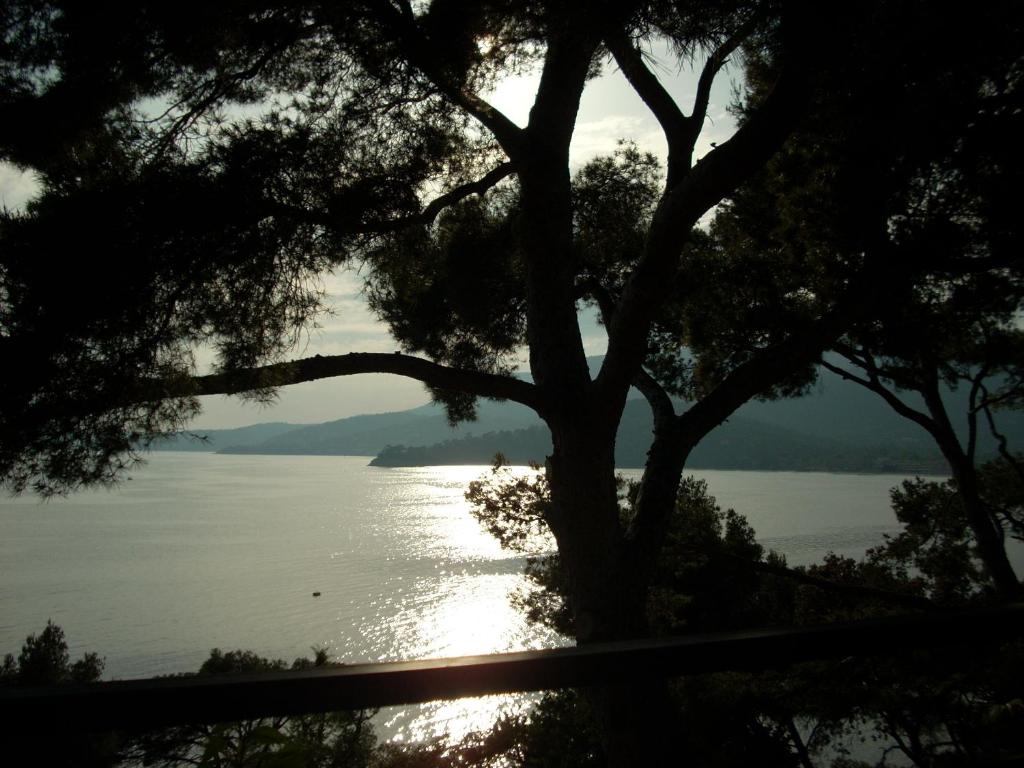 une vue sur une étendue d'eau avec un arbre dans l'établissement Farniente, au Lavandou