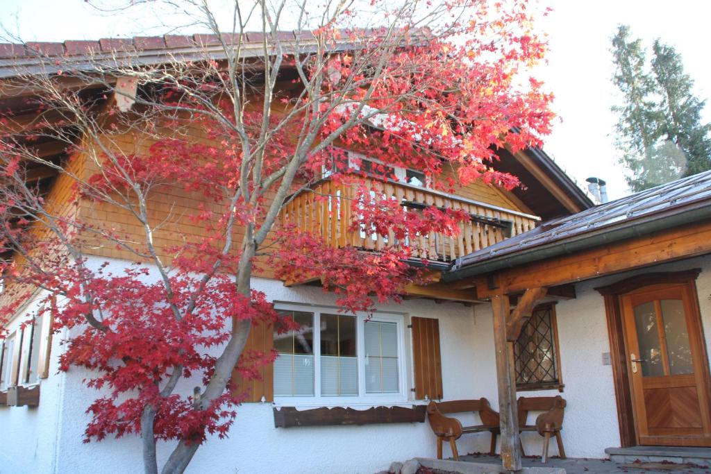 a tree with red leaves in front of a house at Haus Lina in Oberjoch