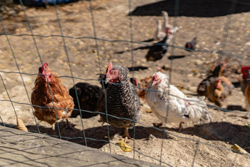 Group of chickens pecking near a wire fence in a sunny farm enclosure with dirt ground.