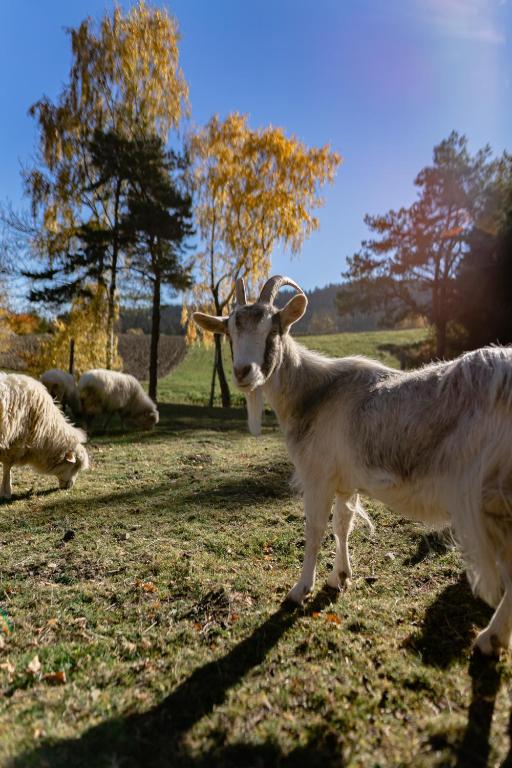Curious goat facing the camera in a sunlit pasture with sheep and autumn trees behind.