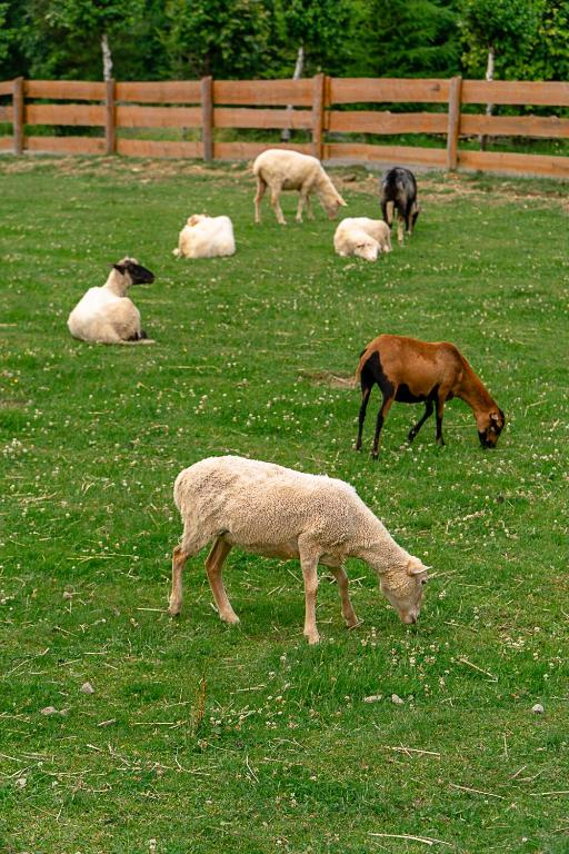 Grazing pasture with several white sheep and one brown goat-like animal behind a wooden fence.