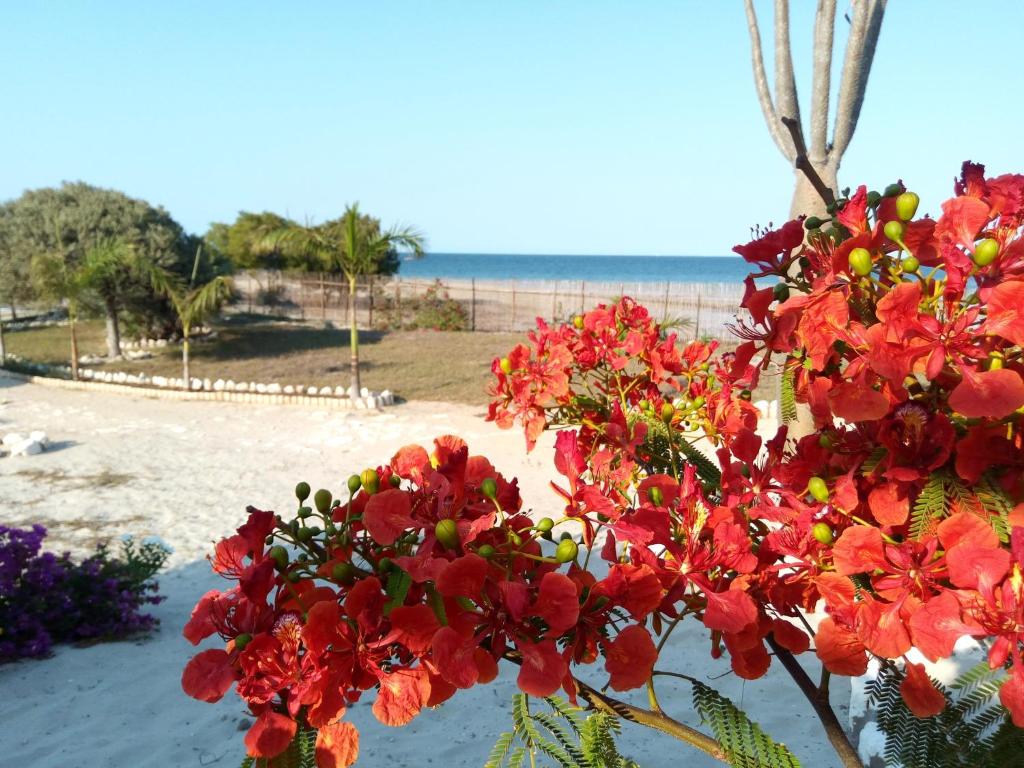 a bush with red flowers next to a beach at Villa Nature in Toliara