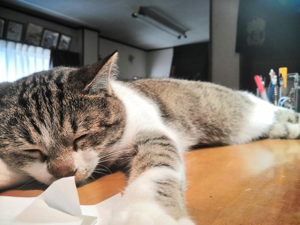 un gatto sdraiato sopra un tavolo di Tiny GuestHouse Umekoji 梅小路 a Kyoto