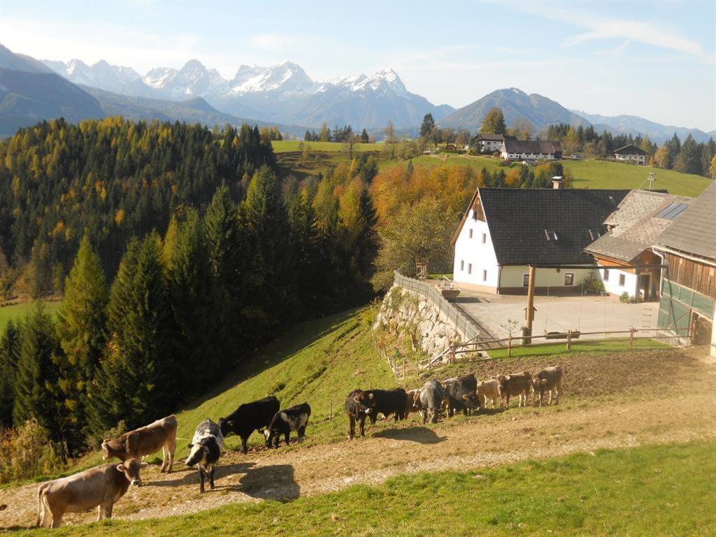 una manada de vacas de pie en una colina con una casa en Familienbauernhof Imitz, Ferienwohnung en Spital am Pyhrn