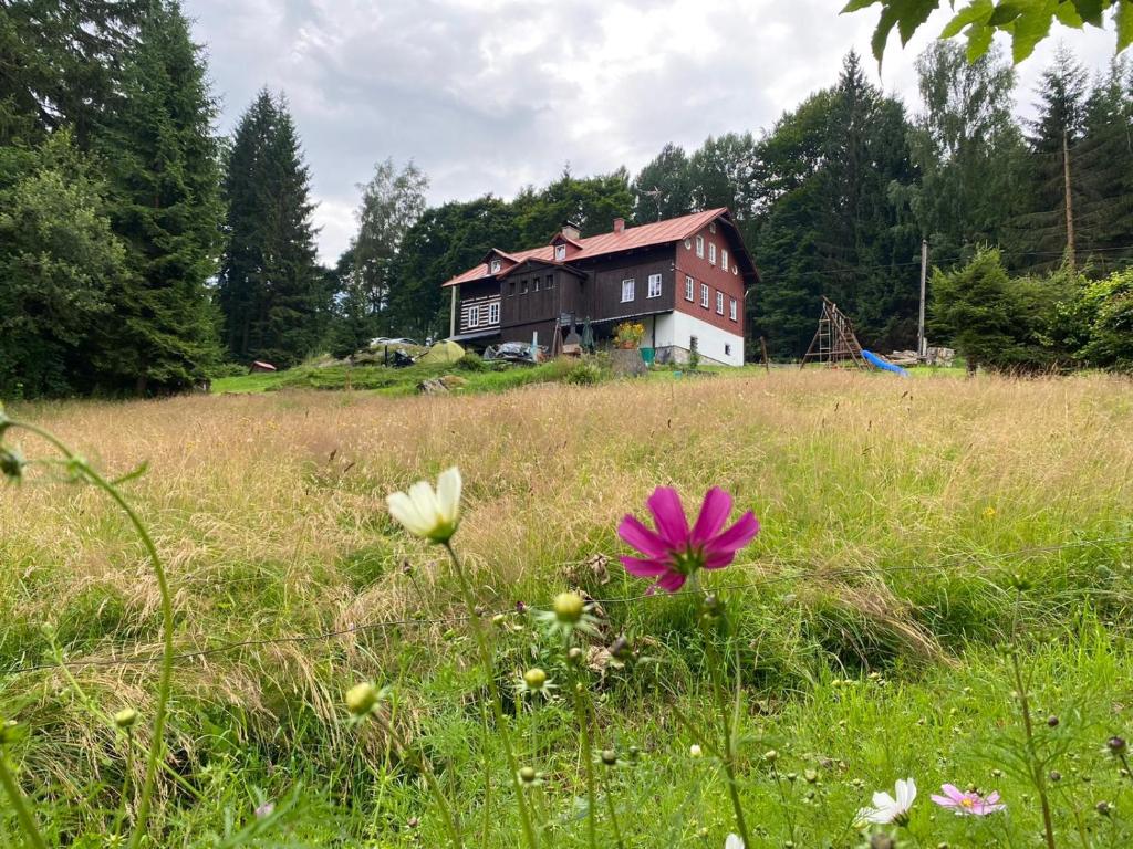 eine rosa Blume im Gras vor einem Haus in der Unterkunft Horská Chata Olympia in Josefův Důl u Jablonce nad Nisou