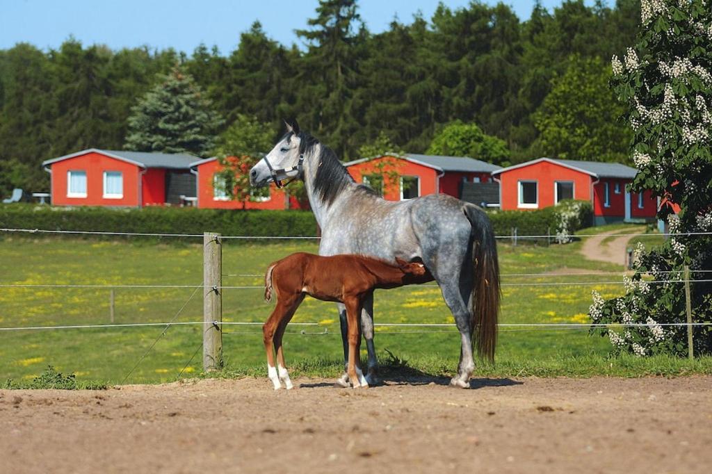 een paard en een babypaard naast een hek bij Holiday homes Inselblick, Lohmen in Lohmen