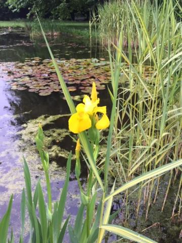 a yellow flower is growing in front of a pond at La Petite Maison 64 rue Arthur Lamendin in Carvin