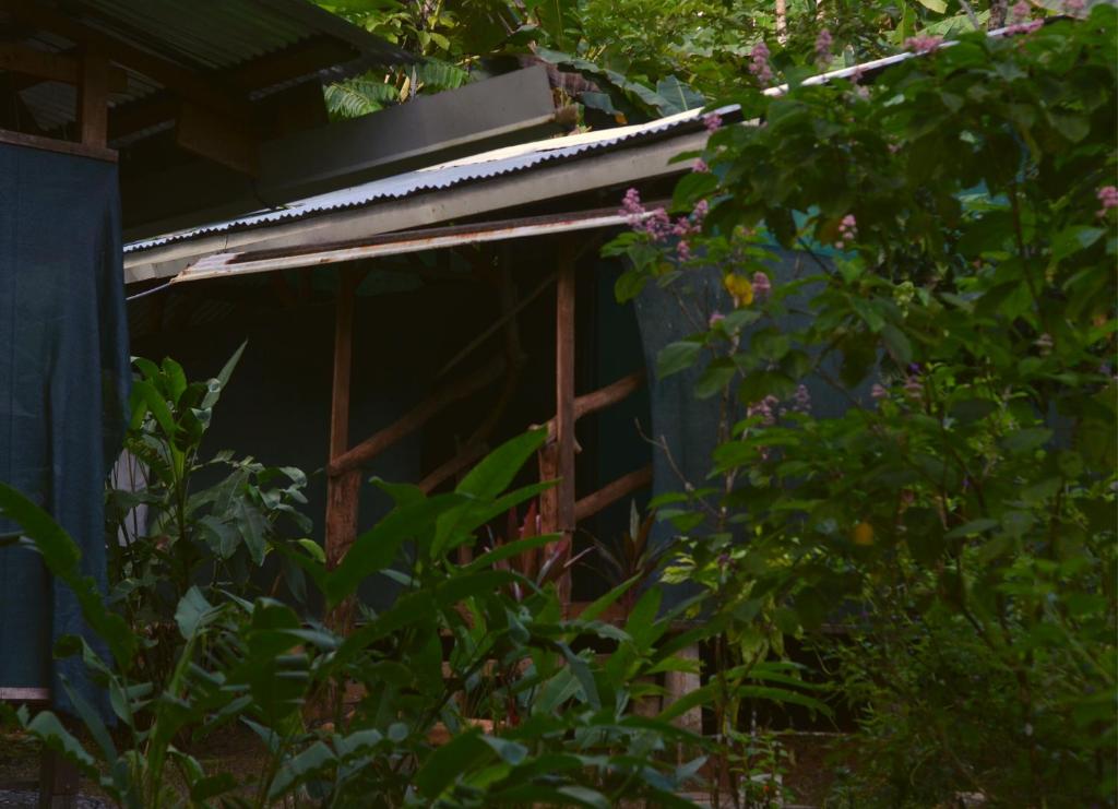 een huis verborgen door bomen en struiken bij Corcovado Guide House in Barrigones