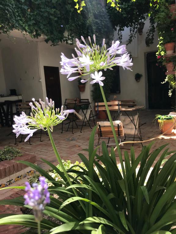Zahrada ubytování La Casa de Félix