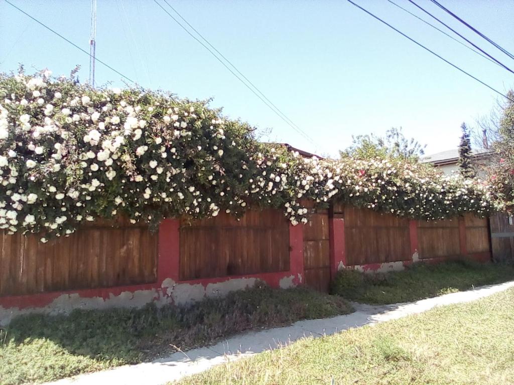 a fence with a hedge of flowers on it at ROMA in Los Vilos