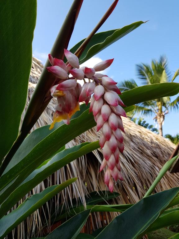 Galería fotográfica de Solazul en Las Galeras
