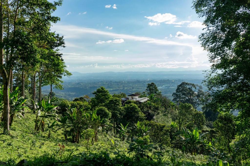 a view of a forested hill with a house in the distance at El Fenix Coffee in Calarcá