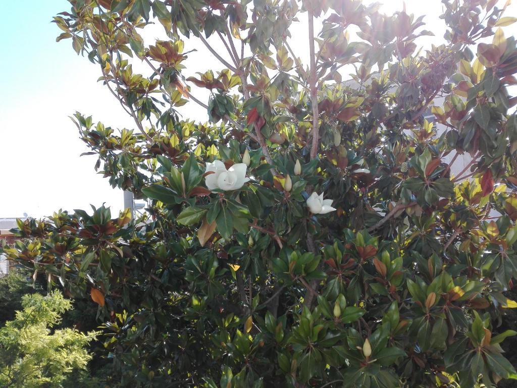 a tree with white flowers on it at B & B La Magnolia in Specchiolla