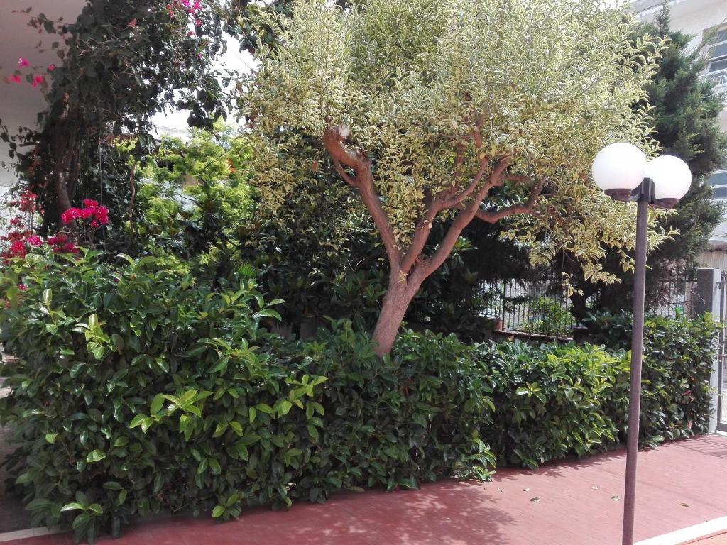 a hedge with a tree and a street light at B & B La Magnolia in Specchiolla