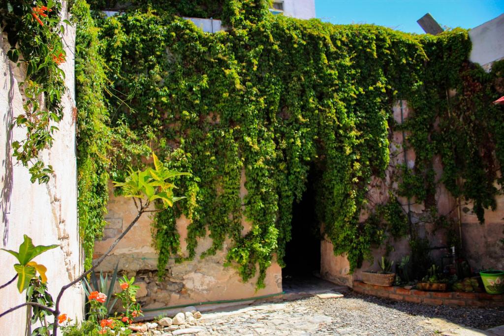 Zahrada ubytování Hotel Boutique Don Porfirio