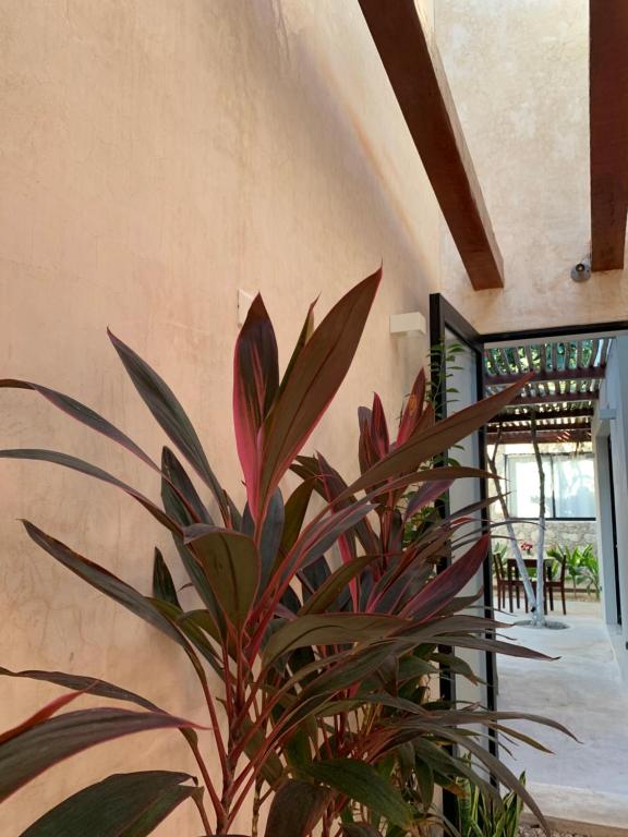 Fotografie z fotogalerie ubytování Piña Coloradas Ecolodge v destinaci Yuluc