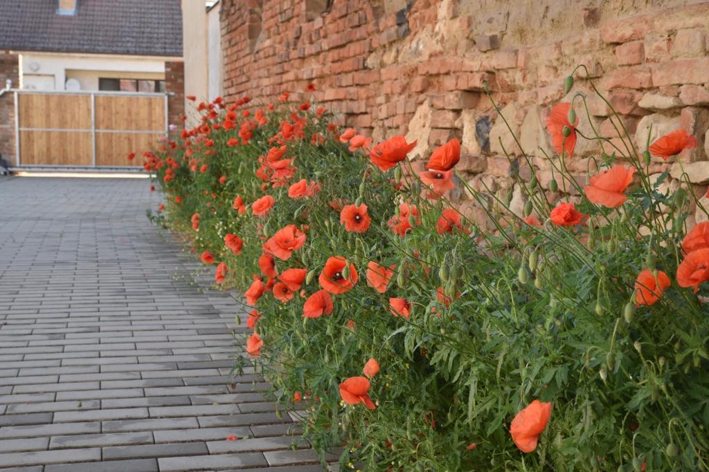 Zahrada ubytování Vila Vlaštovka
