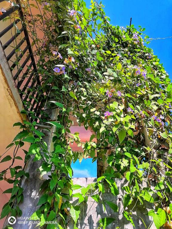 a bunch of flowers on the side of a building at KNT Villa in Weligama