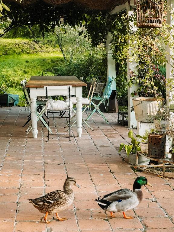 Zvieratá v ubytovaní bed & breakfast alebo blízkom okolí