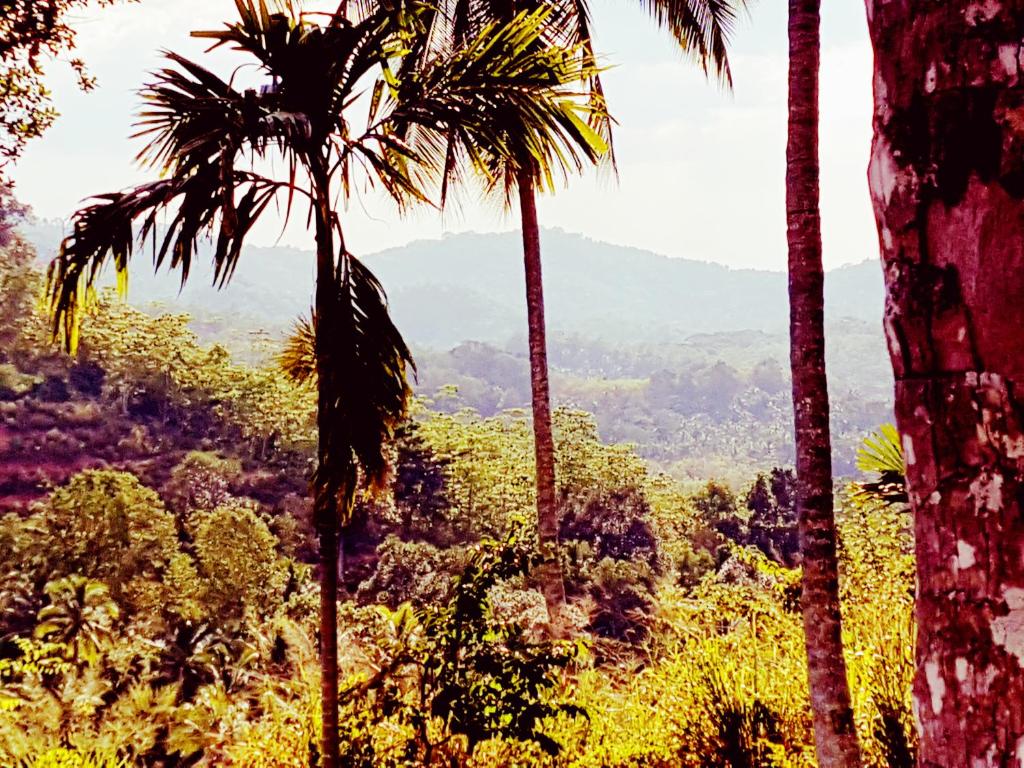 The Flame Tree Estate & Hotel - 19